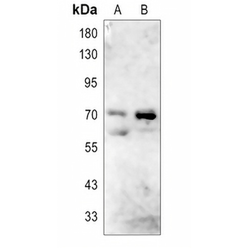 NCKX4 Rabbit Polyclonal Antibody