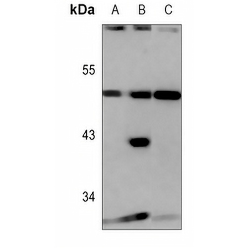GPR13 Rabbit Polyclonal Antibody