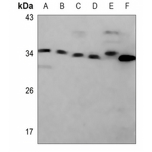 Caspase 2 Rabbit Polyclonal Antibody