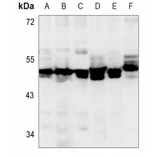 GPR152 Rabbit Polyclonal Antibody