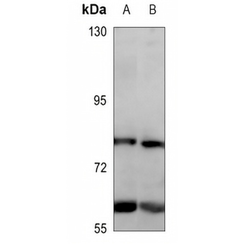 GPR108 Rabbit Polyclonal Antibody