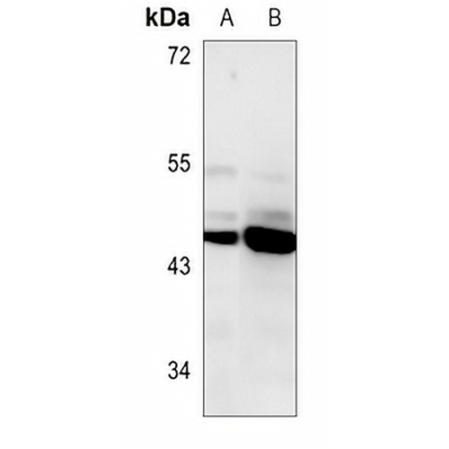 Connexin 45 Rabbit Polyclonal Antibody
