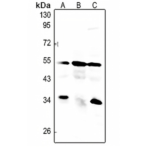 Caspase 8 Rabbit Polyclonal Antibody