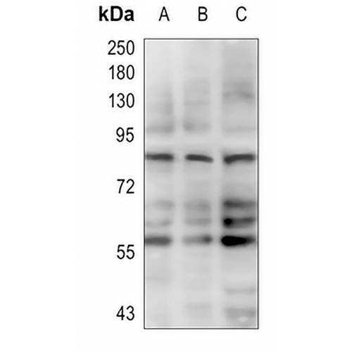 DRP1 Rabbit Polyclonal Antibody