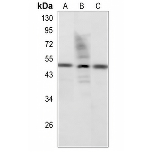 MYOD1 Rabbit Polyclonal Antibody