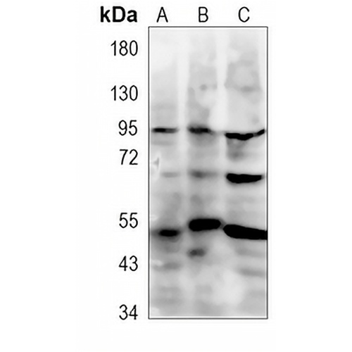 CD1c Rabbit Polyclonal Antibody