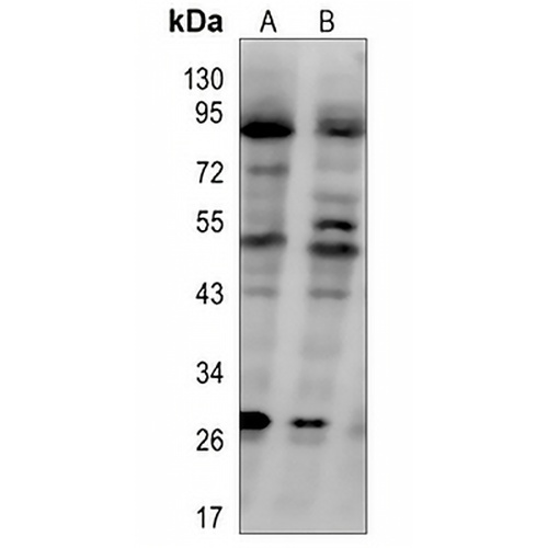 CD2 Rabbit Polyclonal Antibody