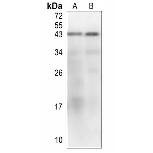 CD24 Rabbit Polyclonal Antibody