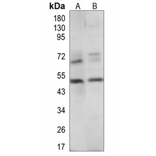 CD27 Rabbit Polyclonal Antibody