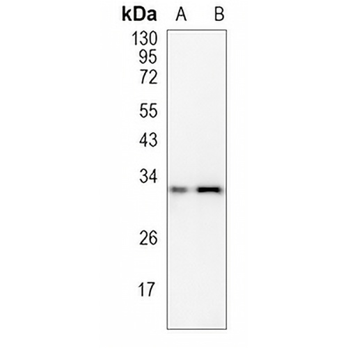 CD32b/c Rabbit Polyclonal Antibody