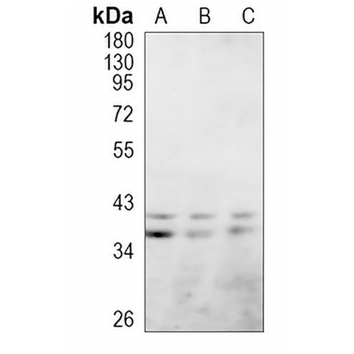 CD48 Rabbit Polyclonal Antibody