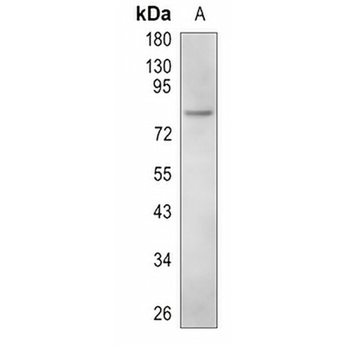 CD110 Rabbit Polyclonal Antibody