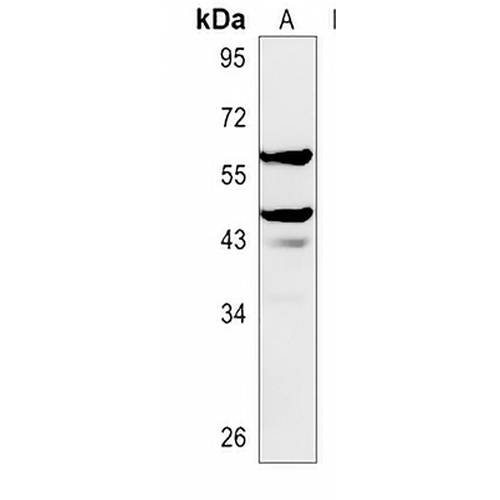 MIS Rabbit Polyclonal Antibody