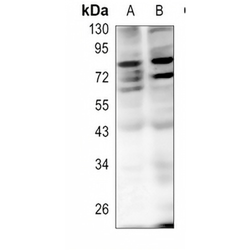 NF-kappaB p65 (DiMethyl-K221) Rabbit Polyclonal Antibody