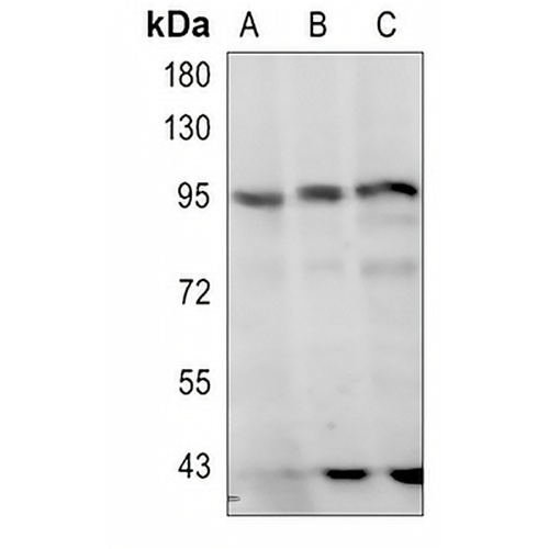 STAT3 Rabbit Polyclonal Antibody