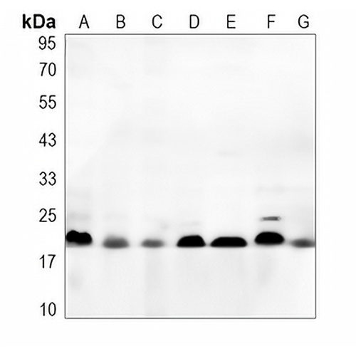 GPx-4 Rabbit Polyclonal Antibody