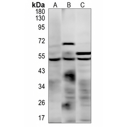 CD88 (Phospho-S338) Rabbit Polyclonal Antibody