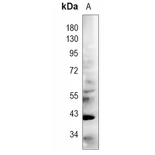 DUSP1 (Phospho-S359) Rabbit Polyclonal Antibody