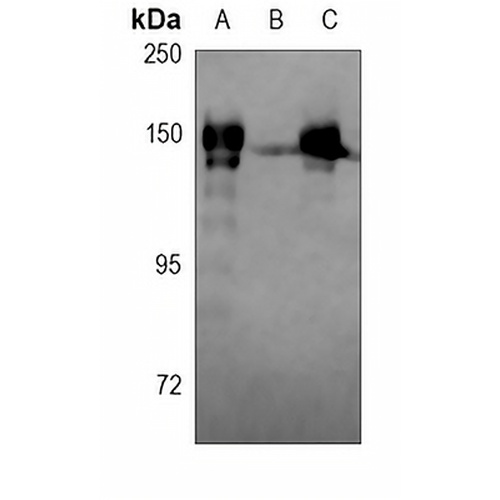 RB1 (Phospho-T252) Rabbit Polyclonal Antibody