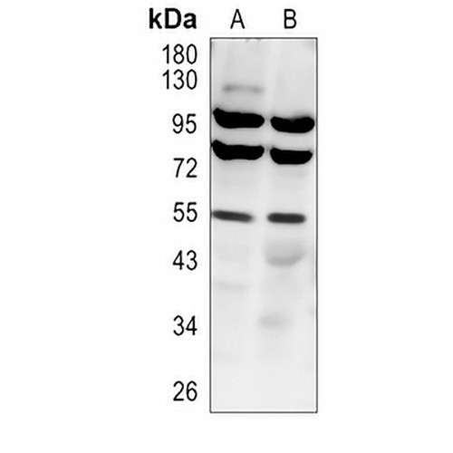 IRF3 (Phospho-S386) Rabbit Polyclonal Antibody