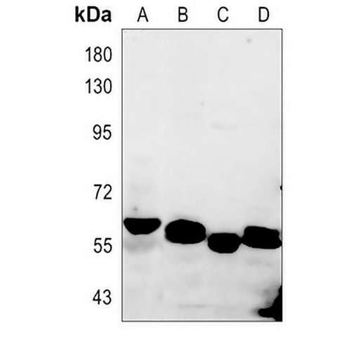 Zyxin (Phospho-S142) Rabbit Polyclonal Antibody