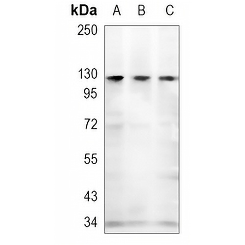 Vinculin (Phospho-Y1133/1065) Rabbit Polyclonal Antibody