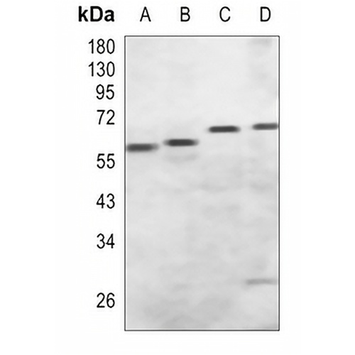 MST1/2 Rabbit Polyclonal Antibody