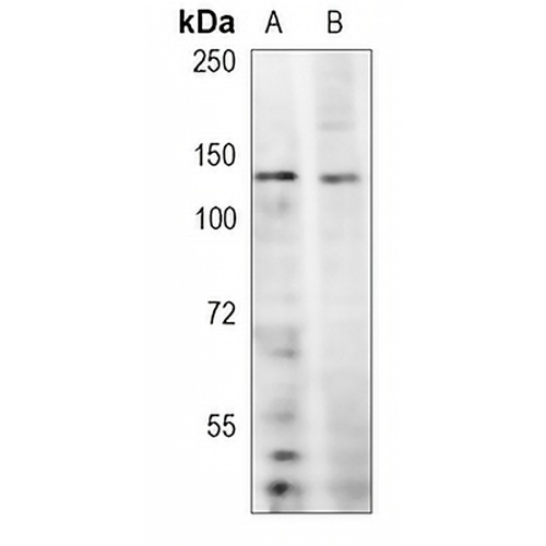 PER2 Rabbit Polyclonal Antibody