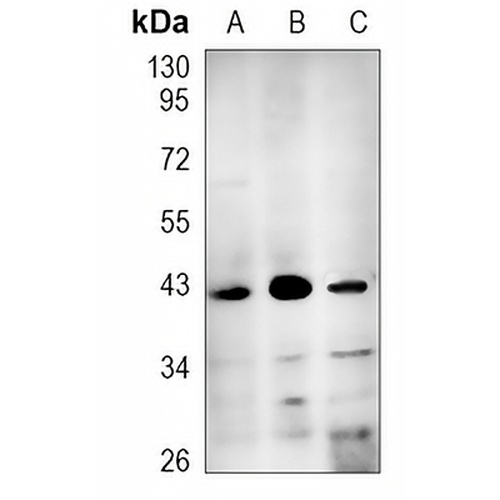 CK2 alpha Rabbit Polyclonal Antibody
