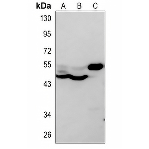 MKK5 Rabbit Polyclonal Antibody