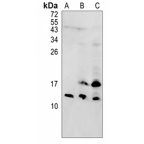 CDK2AP2 Rabbit Polyclonal Antibody
