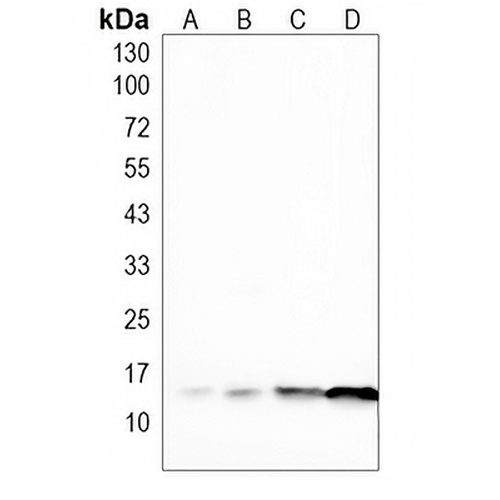 Ly6a Rabbit Polyclonal Antibody