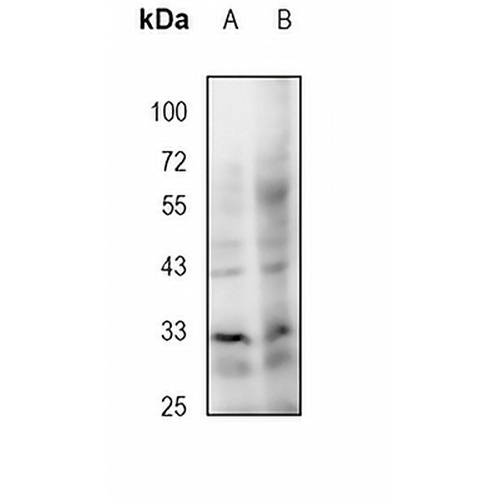 MCL1 Rabbit Polyclonal Antibody