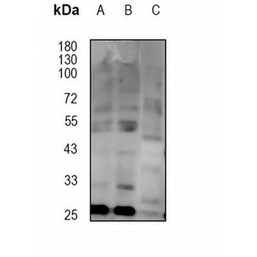 CD85c Rabbit Polyclonal Antibody