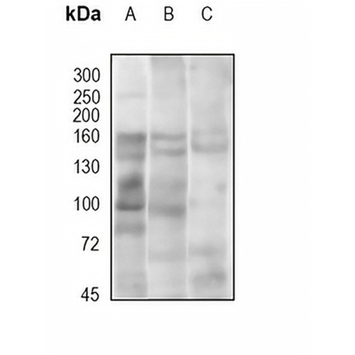 TIF1 gamma (Acetyl-K793) Rabbit Polyclonal Antibody