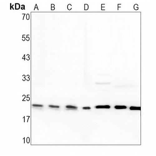 Cyclophilin B Rabbit Polyclonal Antibody