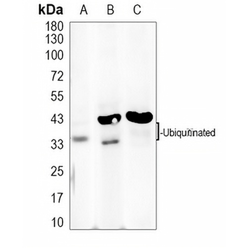 PEX11B Rabbit Polyclonal Antibody