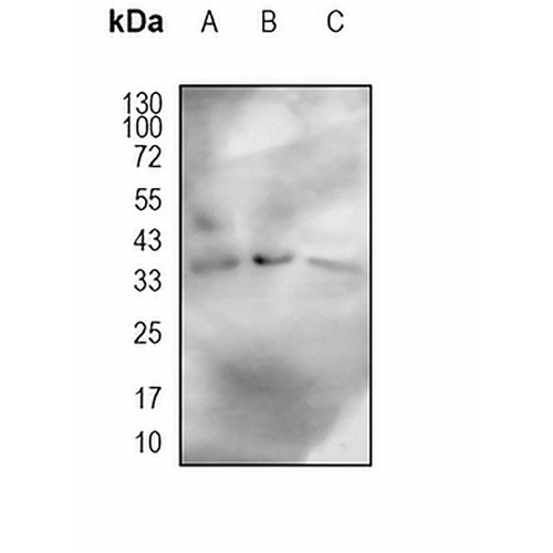ALKBH5 (Phospho-S252) Rabbit Polyclonal Antibody