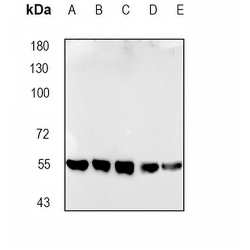 PI3K p55 gamma (Phospho-Y199) Rabbit Polyclonal Antibody