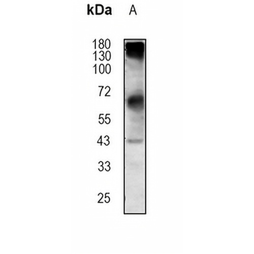 ALKBH5 (Phospho-S361) Rabbit Polyclonal Antibody