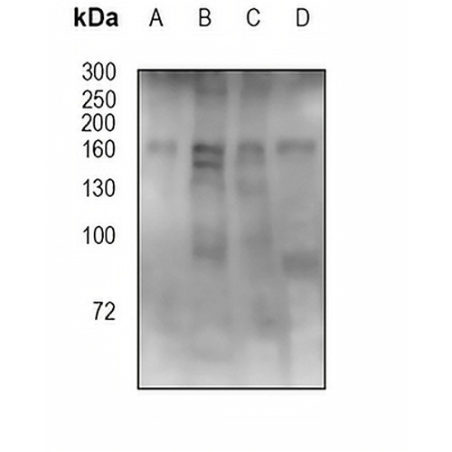 IRS4 (Phospho-Y111+Y112) Rabbit Polyclonal Antibody