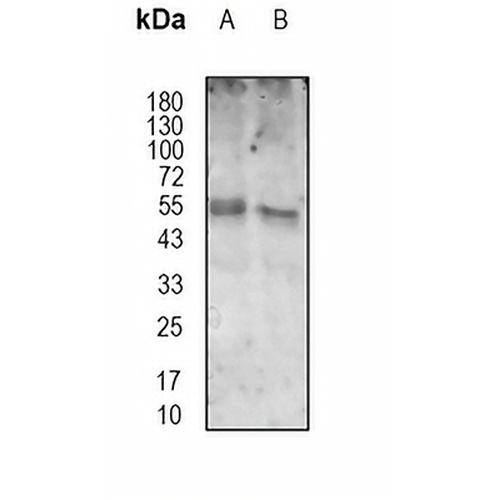 FZR1 (Phospho-S151) Rabbit Polyclonal Antibody