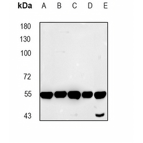 PI3K p55 gamma Rabbit Polyclonal Antibody