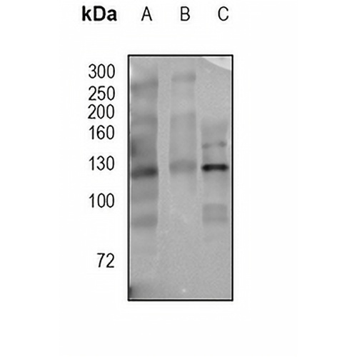 JAK1 Rabbit Polyclonal Antibody