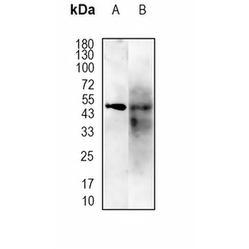 Adipophilin Rabbit Polyclonal Antibody