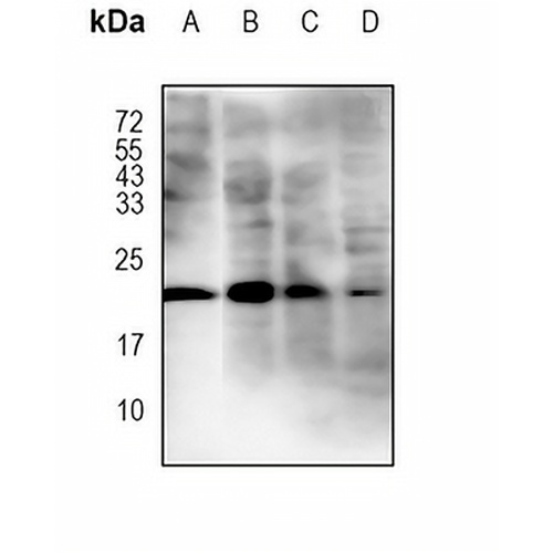 CD3g Rabbit Polyclonal Antibody