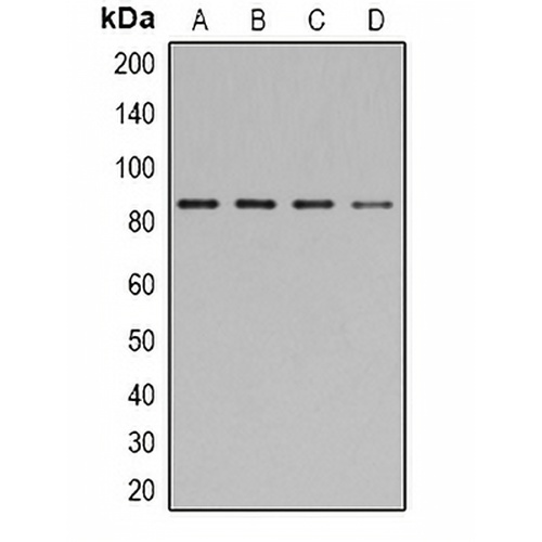 STAT1 (Phospho-Y701) Rabbit Polyclonal Antibody