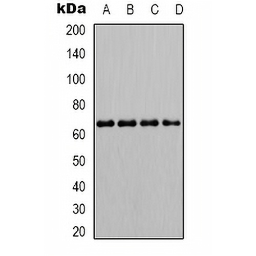 SHPTP1 (Phospho-Y536) Rabbit Polyclonal Antibody