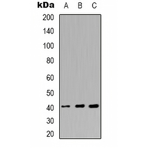 hNRNP C (Phospho-S260) Rabbit Polyclonal Antibody