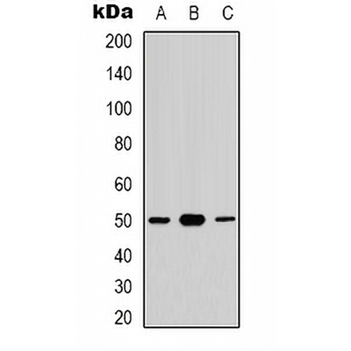 CDC37 (Phospho-S13) Rabbit Polyclonal Antibody
